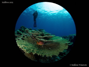 Maldivian reef. by Stéphane Primatesta 